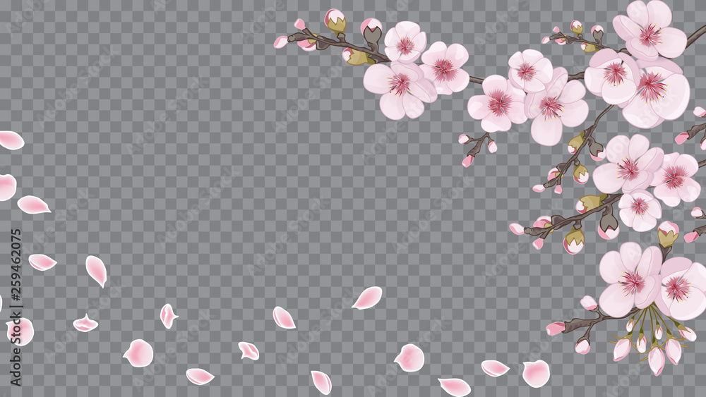 Fototapeta Ręcznie robione tło w stylu orientalnym. Idea projektowania tekstyliów, tapet, opakowań, nadruków. Latające kwiaty sakura. Róża na przezroczystym tle.