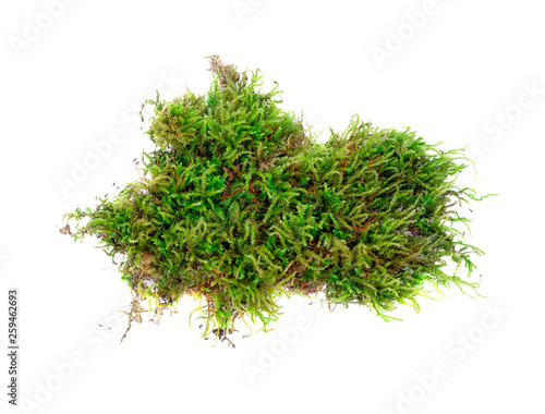 Green moss isolated on white background.