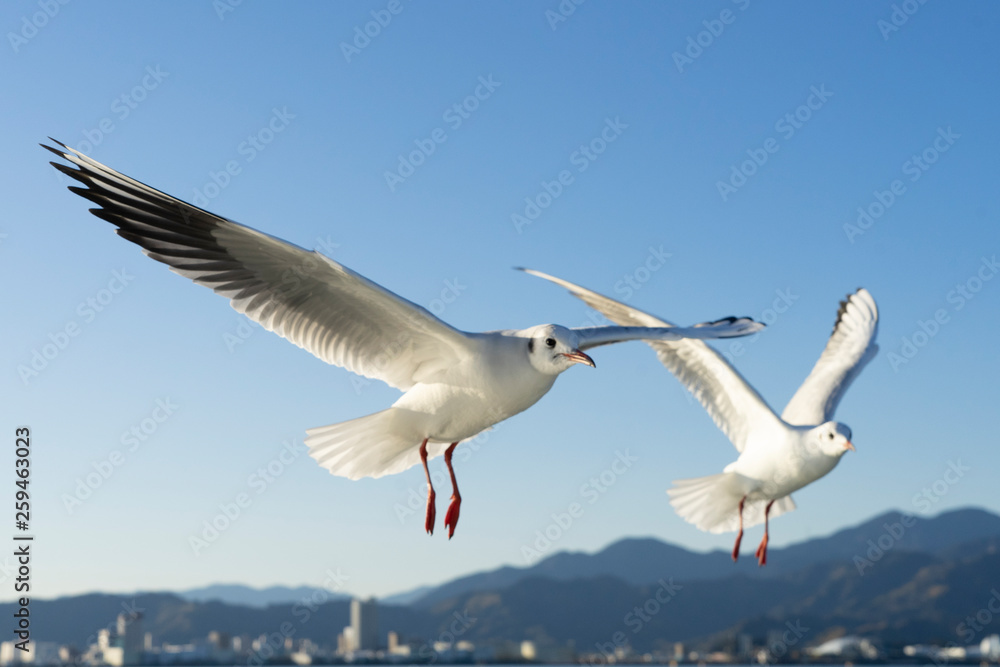 Gaivotas no ar se alimentando com fundo azul Gaivotas no ar se alimentando com fundo azul