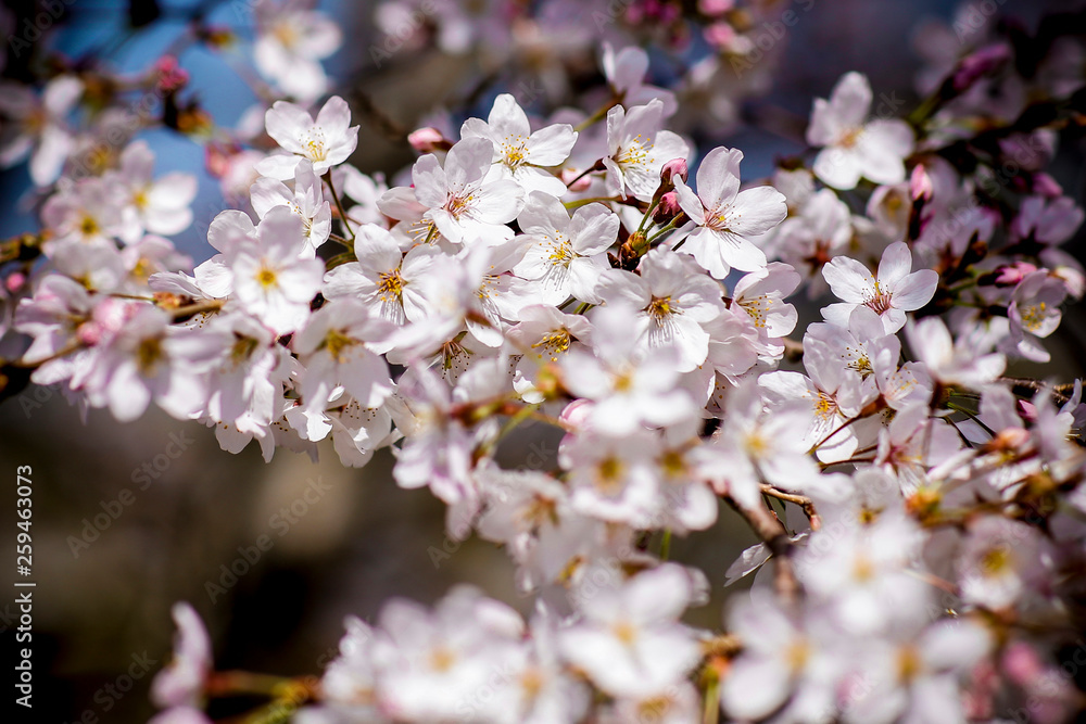 Detalhes de flor de cerejeira (sakura) no Japão