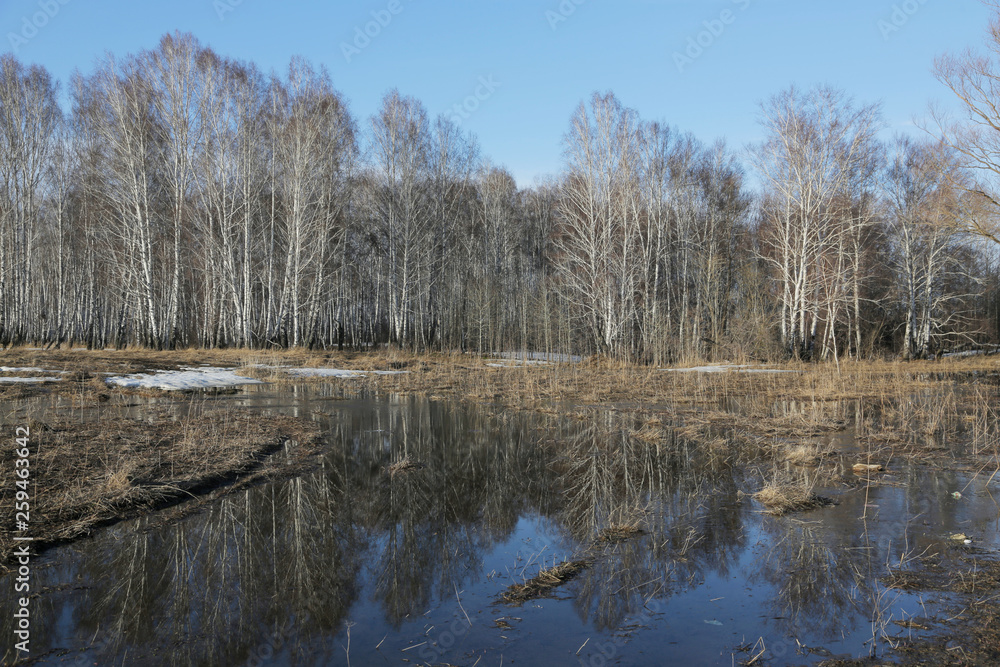 Reflection of the forest in the melted snow Reflection of the forest in the melted snow