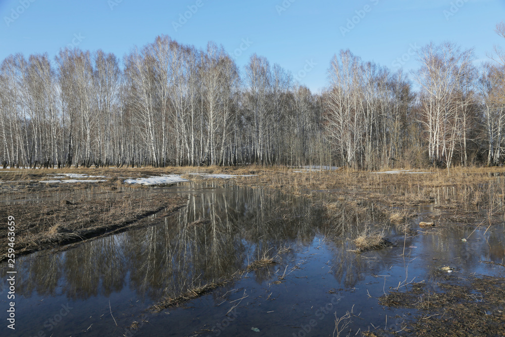 Reflection of the forest in the melted snow Reflection of the forest in the melted snow