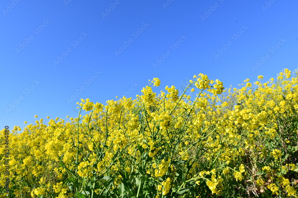 菜の花 菜の花