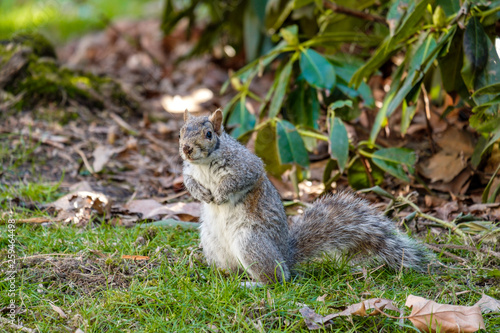 close up of one cute brown squirrel cautiously standing on the green grass field in the park looking your way