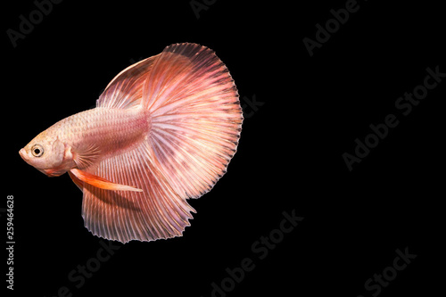 Siamese fighting fish Pink color