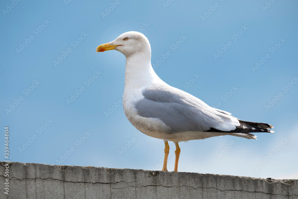 Fototapeta premium Seagull Standing On A Wall