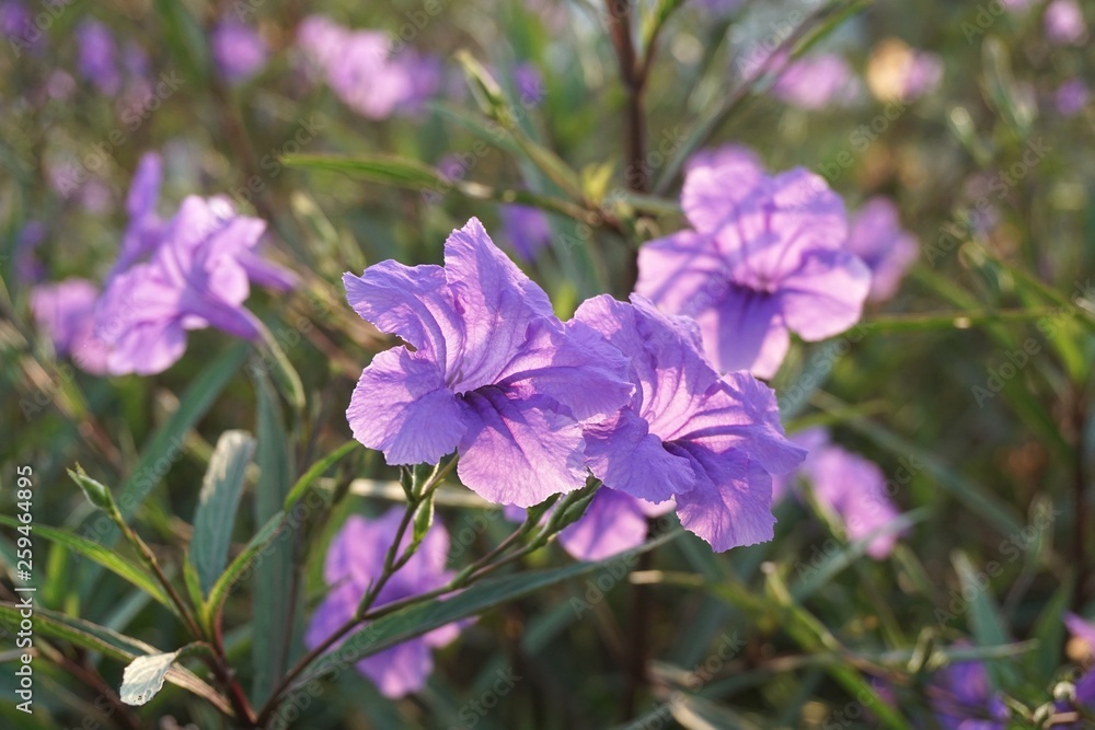 purple ruellia tuberosa flower in nature garden