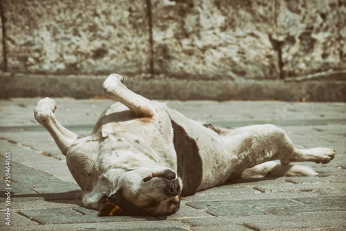 Street Dog Scratching His Back