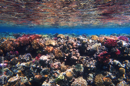 coral reef in egypt © jonnysek
