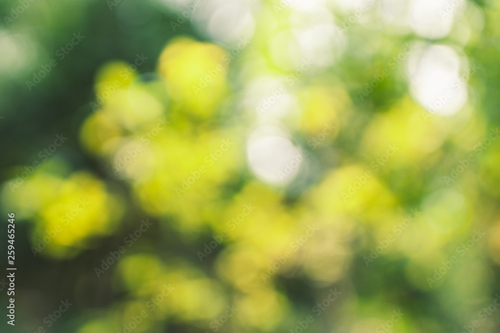 Abstract green bokeh background in the jungle Abstract green bokeh background in the jungle