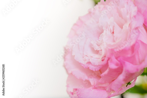 Beautiful pink Prairie Gentian  Eustoma  flower isolated on white background  cut out flowers
