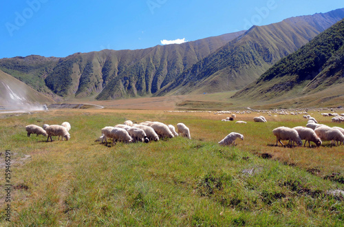 Flock of sheep grazing in a mountain gorge in the valley of the river Terek, Trusso, Georgia photo