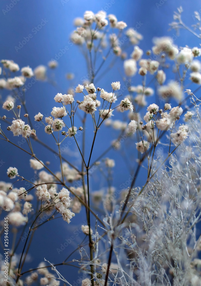 A bouquet of white flowers and branches on a blue background, Gypsophila paniculata A bouquet of white flowers and branches on a blue background, Gypsophila paniculata