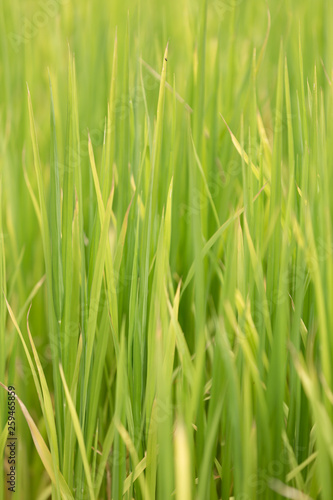 Green grass - reed
