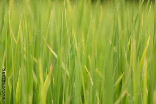 Green grass - reed