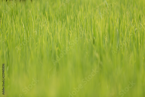 Wallpaper Mural Green grass - reed Torontodigital.ca