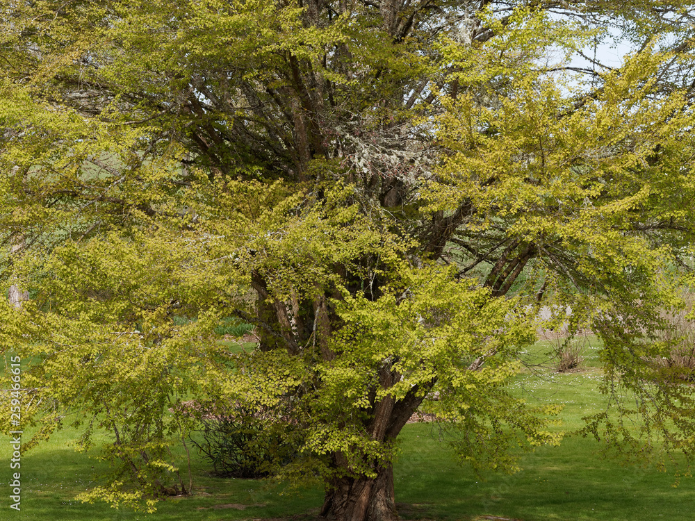 Cercidiphyllum japonicum Branches et feuillage du Katsura ou Arbre au caramel au bois dur et