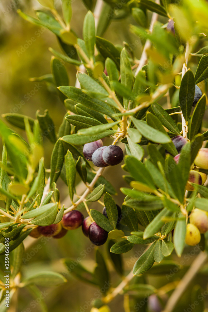Tree, bush with growing, ripening olives Tree, bush with growing, ripening olives