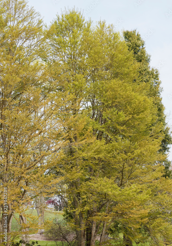 Cercidiphyllum japonicum Katsura ou Arbre au caramel au bois dur et foncé, au feuillage