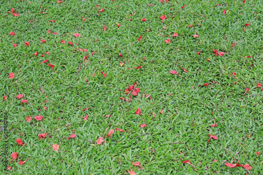 Thai red flowers fall on the green grass, Nature background.
