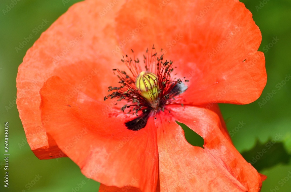 Closeup of poppy flower in the garden. Closeup of poppy flower in the garden.
