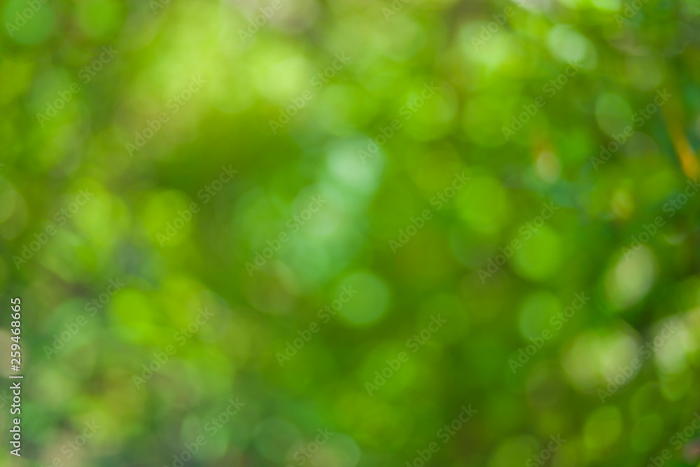 Fototapeta premium defocused background of green forest