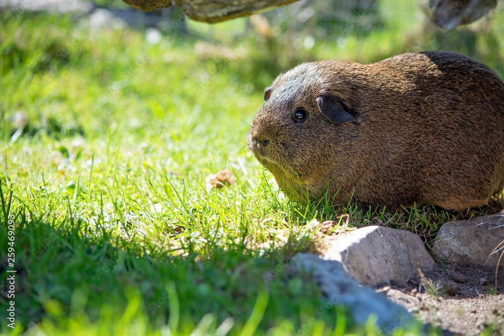 Meerschweinchen draußen Meerschweinchen draußen