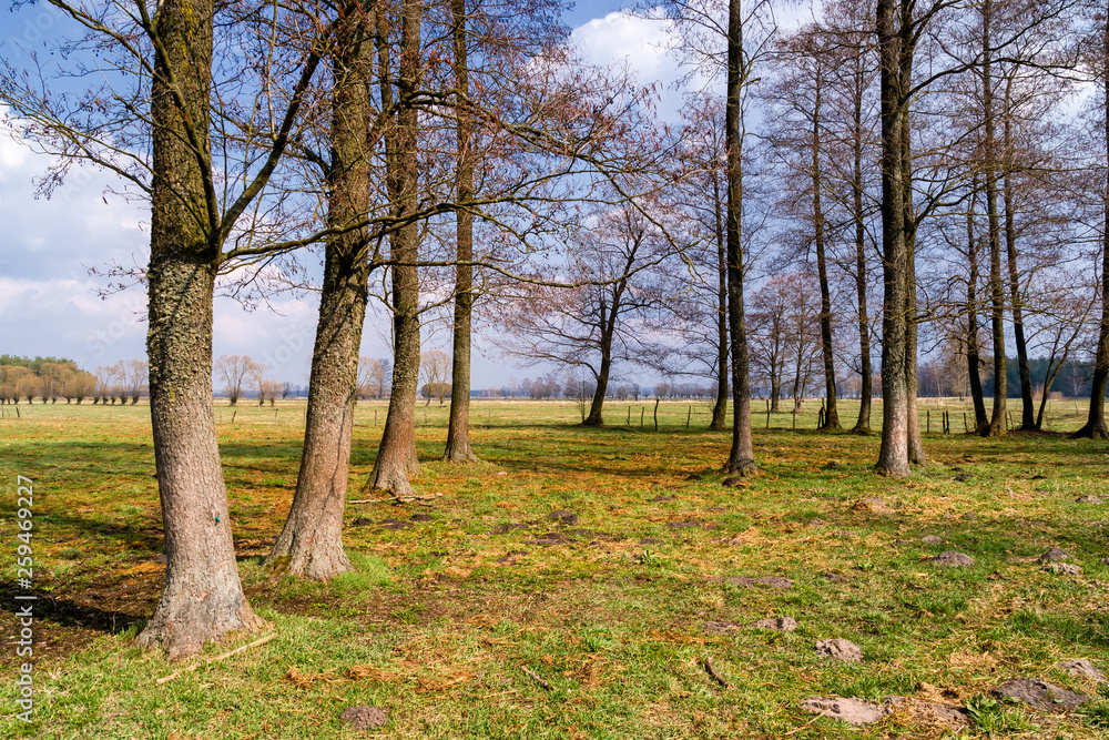 Fototapeta premium Krajobraz wiejski. Wiosna na Podlasiu. Dolina Narwi