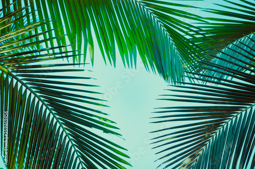 Coconut palm tree under blue sky. Vintage background. Retro toned poster.