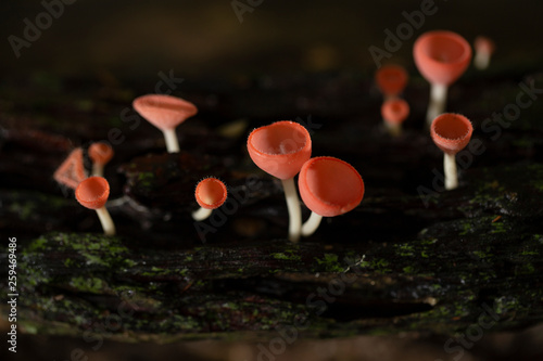 Champagne mushrooms have a beautiful red or orange cup shape in the rainforest,botanical environment fungus toadstool growing,concept:Plants for vegetarian food for health
