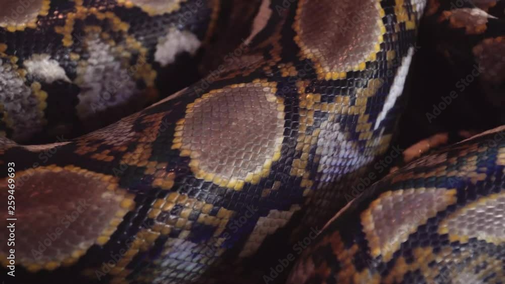 Reticulated Python (Python Reticulatus) Snake Body Close Up View Reticulated Python (Python Reticulatus) Snake Body Close Up View