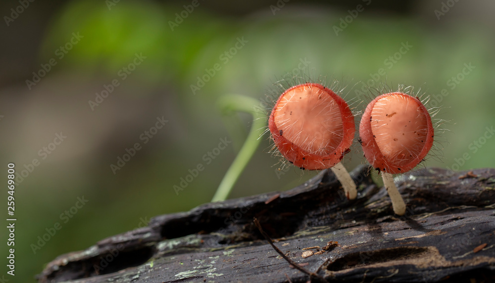 Champagne mushrooms have a beautiful red or orange cup shape in the rainforest,botanical environment fungus toadstool growing,concept:Plants for vegetarian food for health Champagne mushrooms have a beautiful red or orange cup shape in the rainforest,botanical environment fungus toadstool growing,concept:Plants for vegetarian food for health