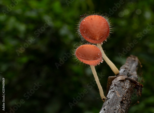 Champagne mushrooms have a beautiful red or orange cup shape in the rainforest,botanical environment fungus toadstool growing,concept:Plants for vegetarian food for health