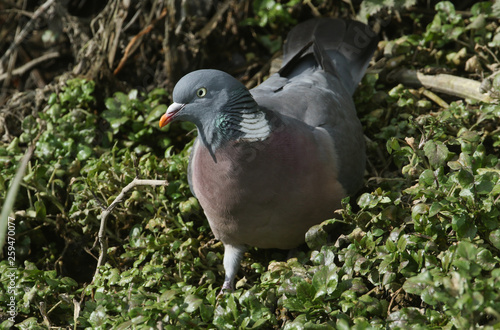 Wallpaper Mural A pretty Woodpidgeon, Columba palumbus, standing at the edge of a stream eating watercress.  Torontodigital.ca