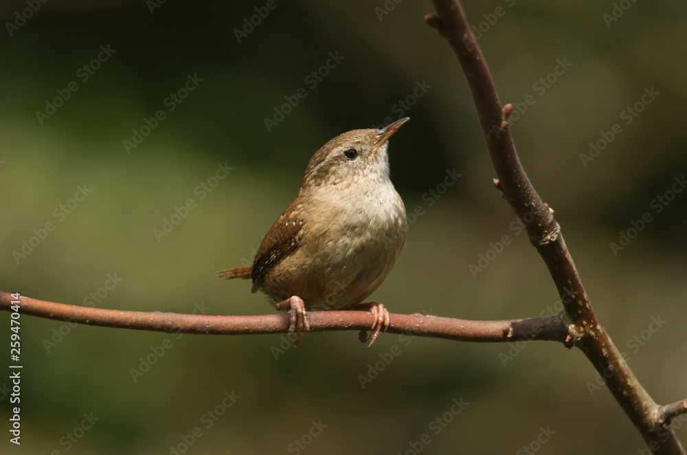 A pretty Wren, Troglodytes troglodytes, perched on a branch in a tree. A pretty Wren, Troglodytes troglodytes, perched on a branch in a tree.