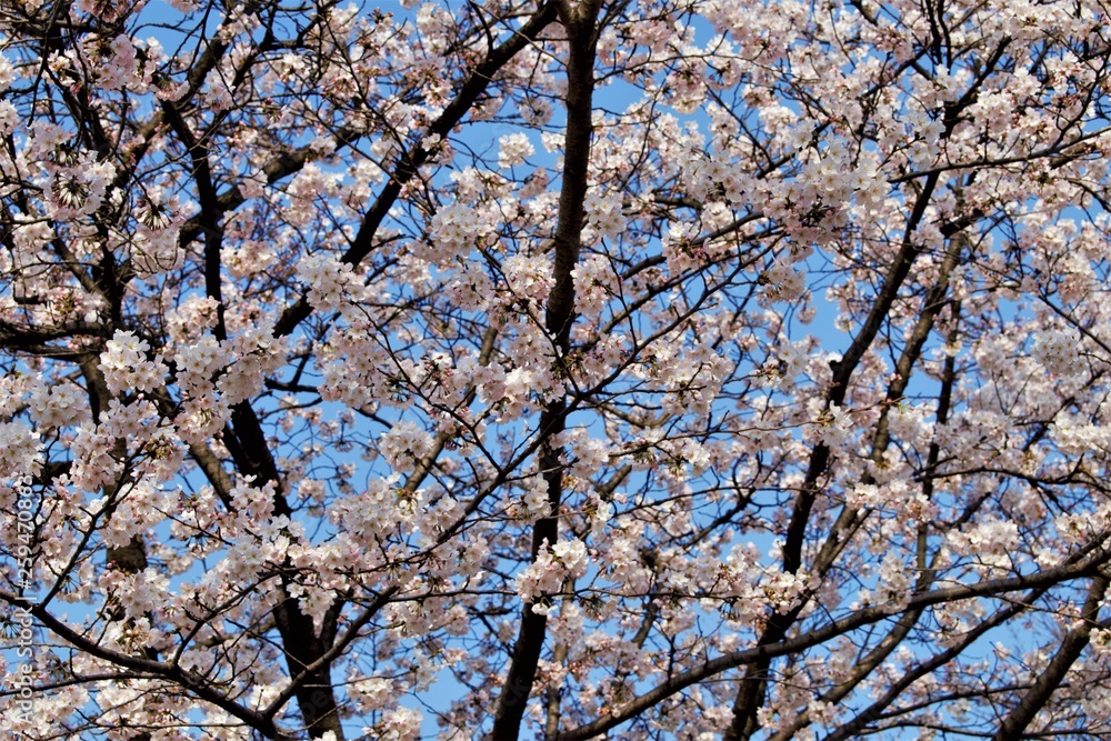 Sakura cherry blossom during Hanami time in Seoul, Korea Sakura cherry blossom during Hanami time in Seoul, Korea