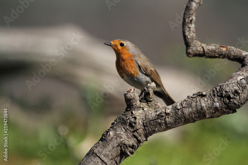 European robin. Erithacus rubecula © Jesus