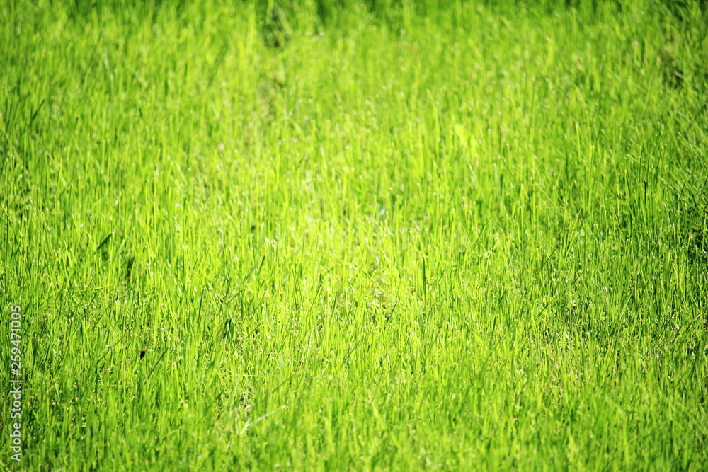 Bright green grass in spring season Bright green grass in spring season