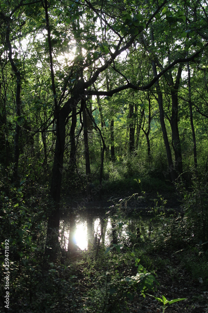 Nature Nature