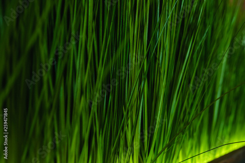 Green grass macro  closeup lawn meadow plant background
