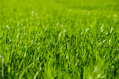 Fresh Green Grass Texture B...