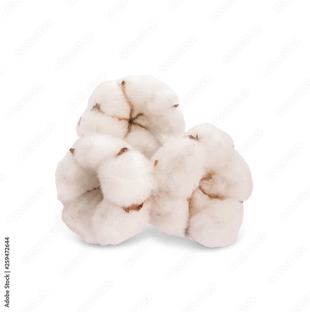 Cotton flowers on white background Cotton flowers on white background