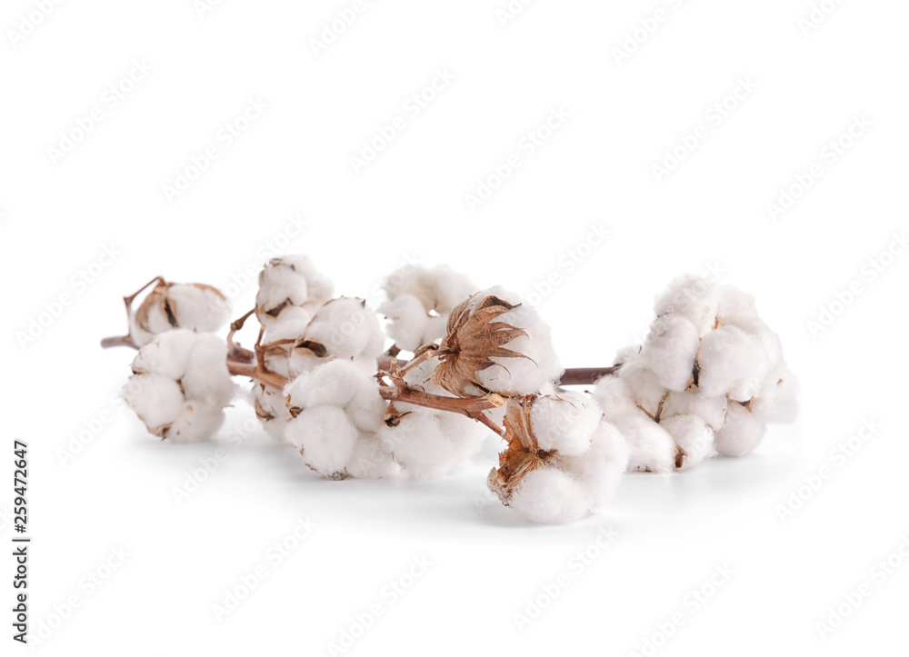 Fototapeta premium Cotton flowers on white background