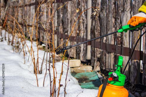 spraying of fruit trees in late winter from pests and insects