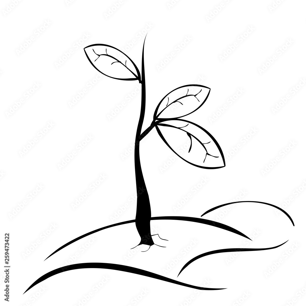 Plant Drawing  How To Draw A Plant Step By Step