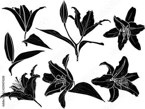 black lily flowers seven sketches isolated on white