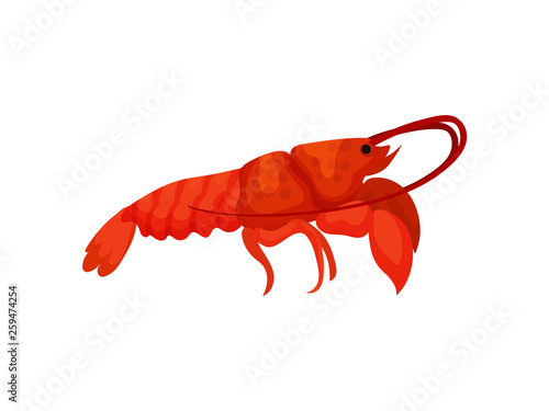 Red lobster on white background. Vector illustration.