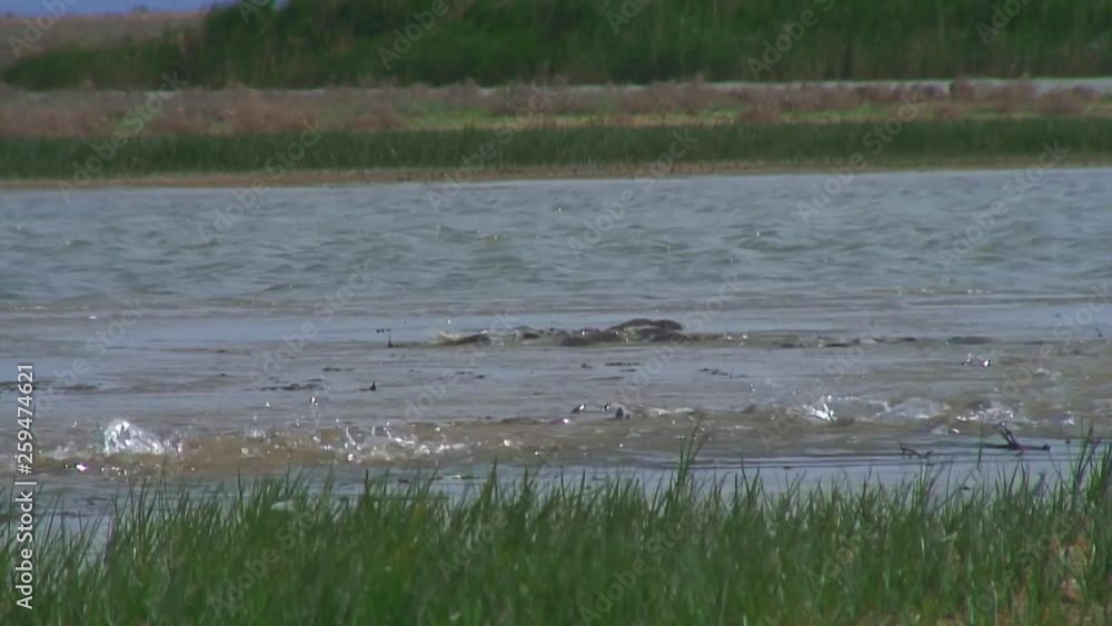 Western Kazakhstan. Lake in the steppe. A fish. Western Kazakhstan. Lake in the steppe. A fish.
