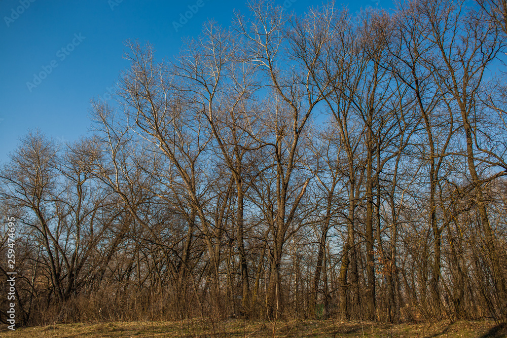 Crowns and branches of tall trees on blue sky background. Aspen tree, the top of the tree, the tree crown in the spring. Crowns and branches of tall trees on blue sky background. Aspen tree, the top of the tree, the tree crown in the spring.