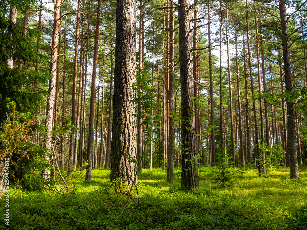 Beautiful pine forest illuminated by the morning sun in summer Beautiful pine forest illuminated by the morning sun in summer